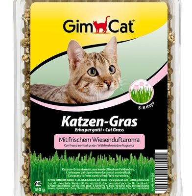 Gimcat kattengras