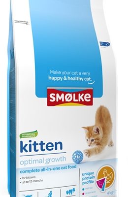 Smolke kitten