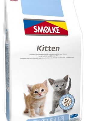 Smolke kitten