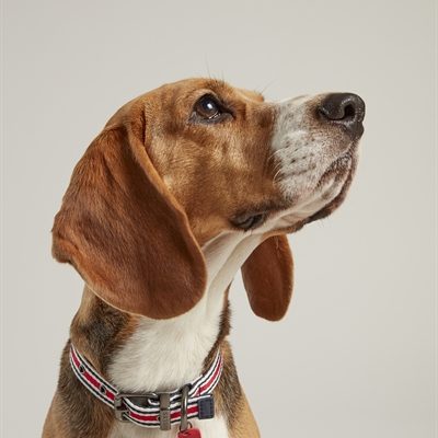 Joules halsband hond coastal gestreept rood