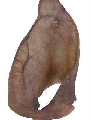 Petsnack varkensoren